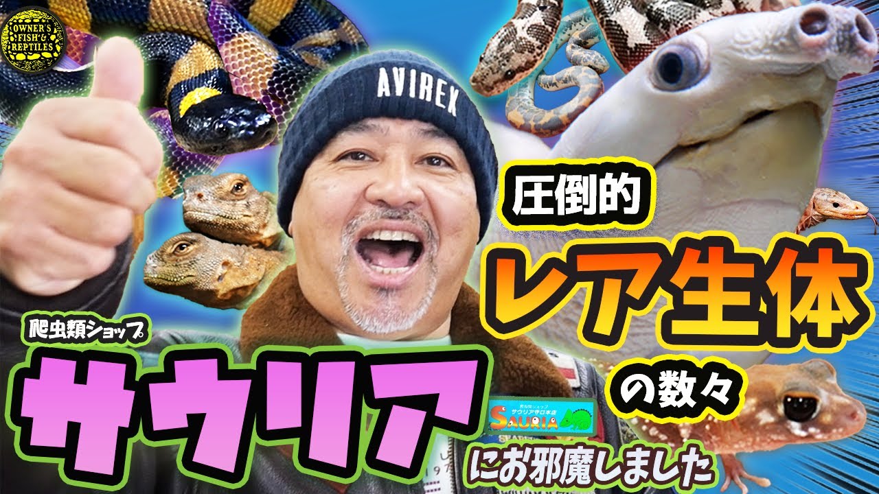 【爬虫類ショップ巡り】大阪最大級の爬虫類ショップが凄かった・・・【サウリア】