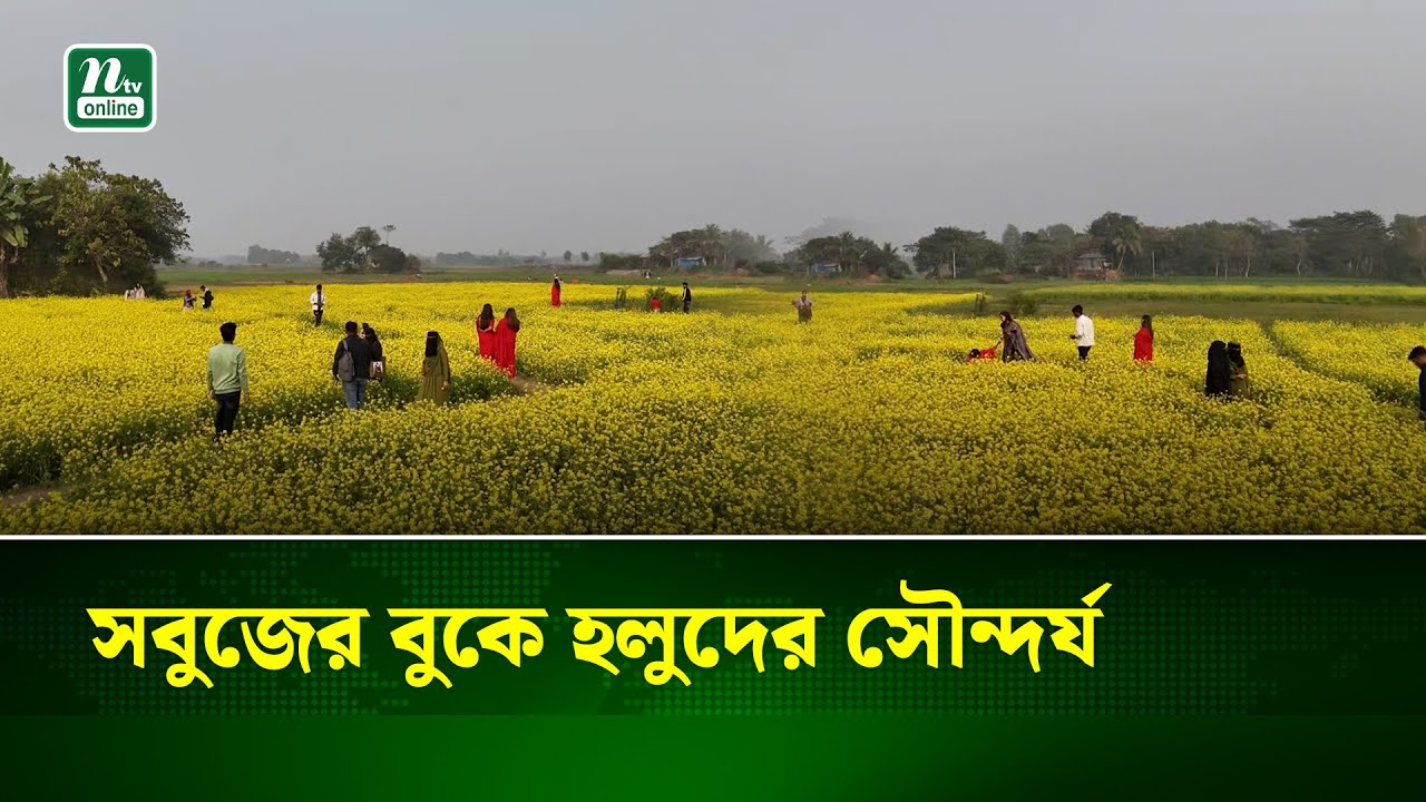 সৌন্দর্য উপভোগ করতে সরিষা ক্ষেতে দর্শনার্থীদের ভিড় | Cumilla | NTV News