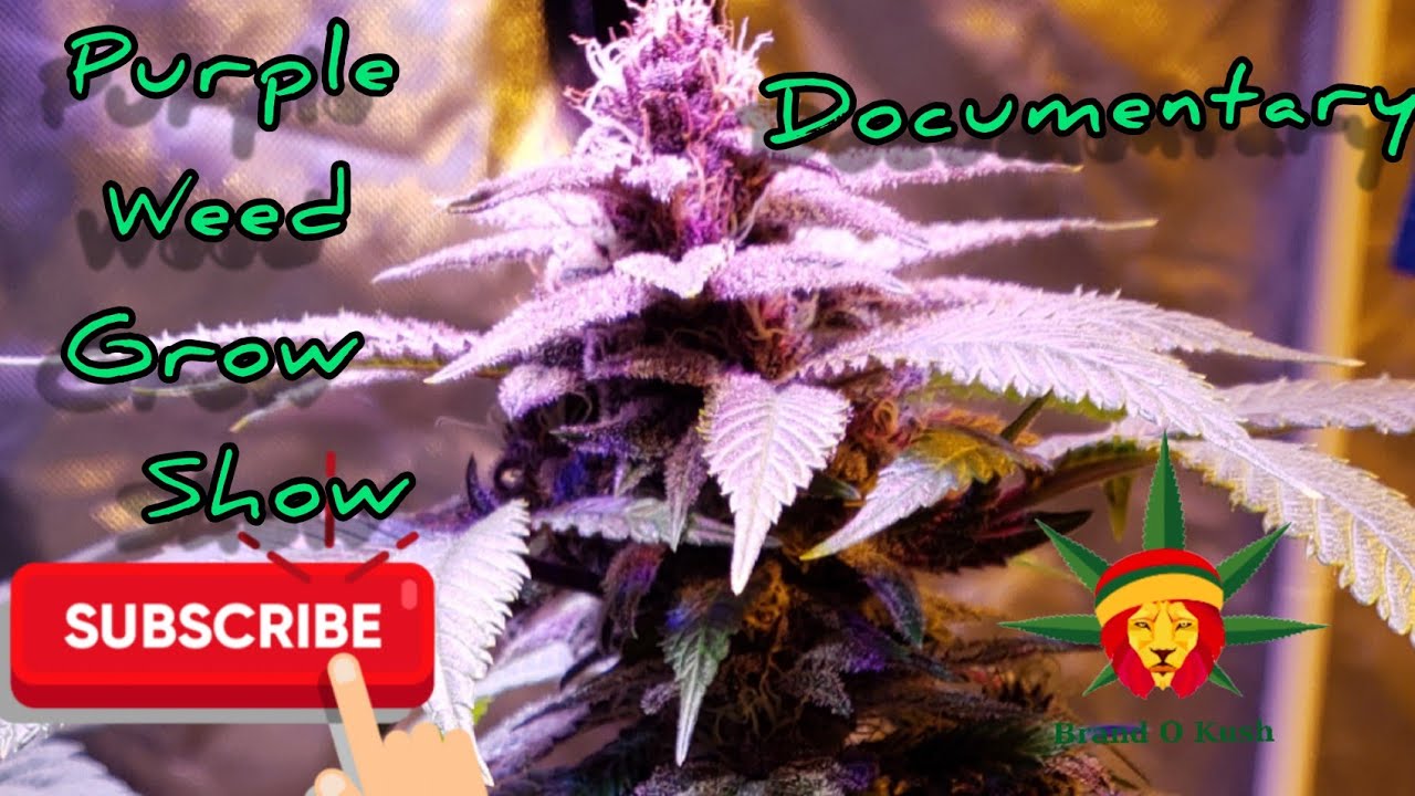Indoor grow documentary of The purple weed grow show season 2