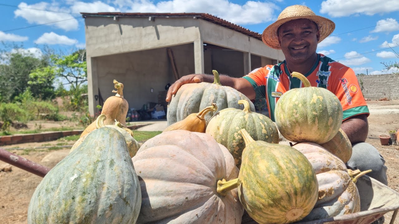 FIZEMOS A MAIOR COLHEITA NO SÍTIO PRODUTIVO NO INTERIOR TEM FARTURA VEJA OS FRUTOS DO NOSSO TRABALHO