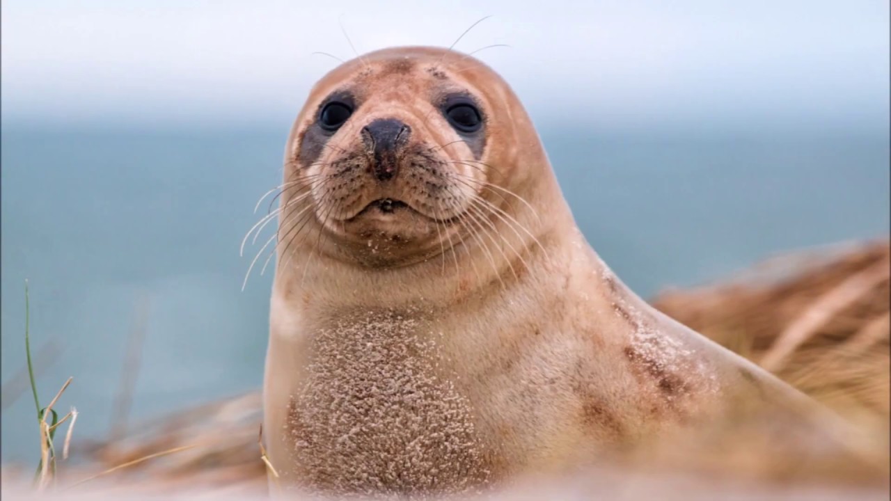 ♥ Cute Seal Wallpaper Images / Best Seal Animal Picture Photos [Sea Lion Pics]