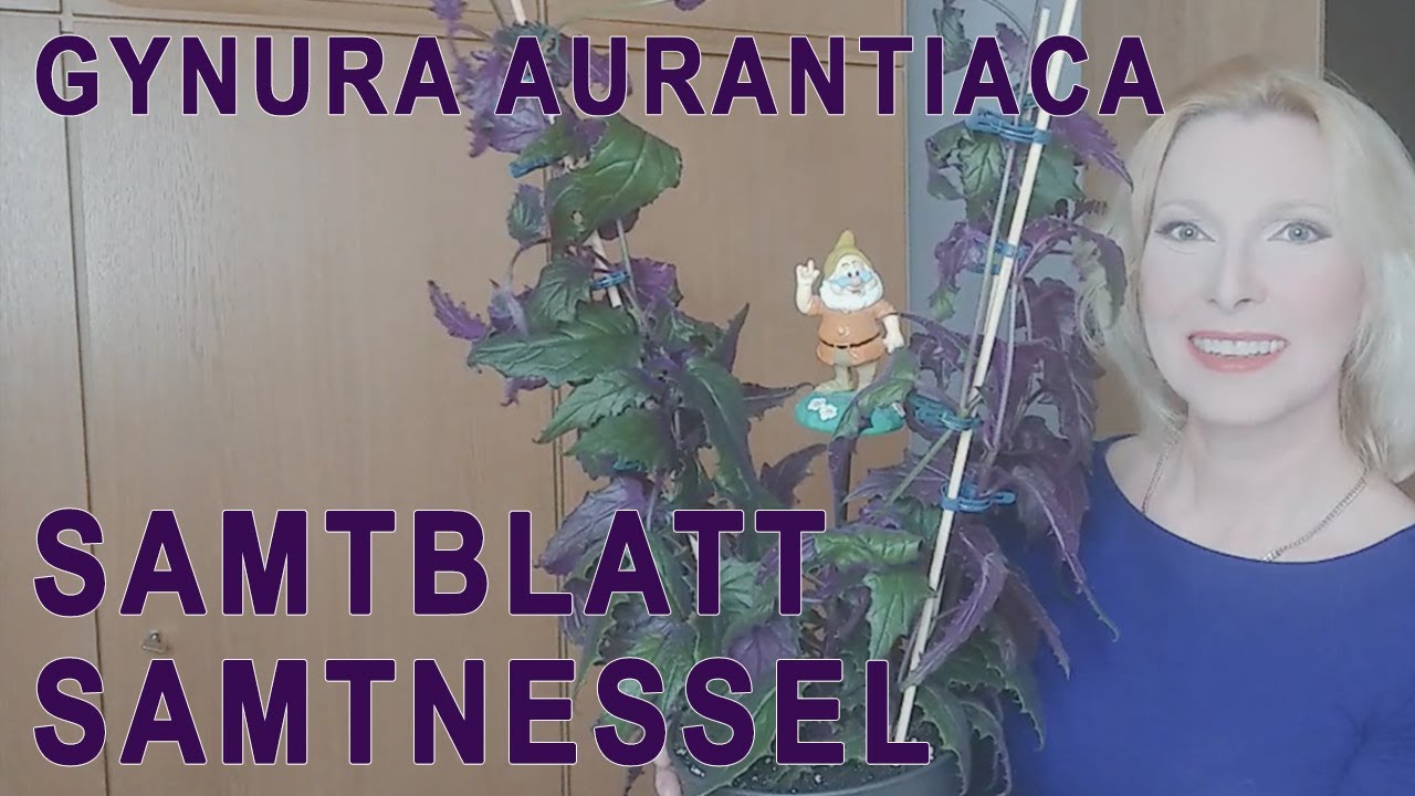 Gynura aurantiaca Samtblatt Samtnessel