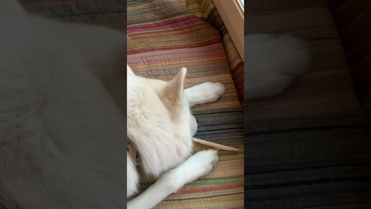 #husky #malamute #samoyed #germanshepherd #wolf #dog #pets #content #bones #beautiful #soft #love