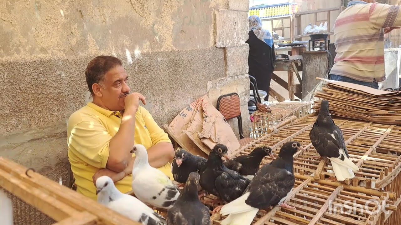 سوق الحمام يوم الجمعه يوم2023/5/12من سوق السيده عائشه او التونسي وسوق كان حلو اوي بجد#abdo_saker