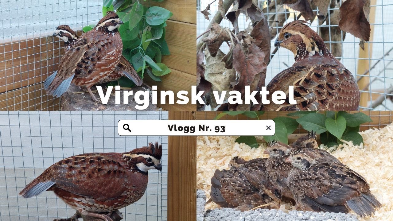 Virginsk vaktel/Bob white - Vlogg Nr 93