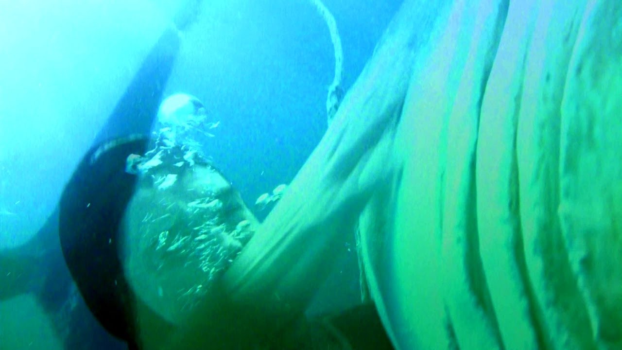 Surviving Deadly Shark Attacks - Real Stories of Escape and Survival