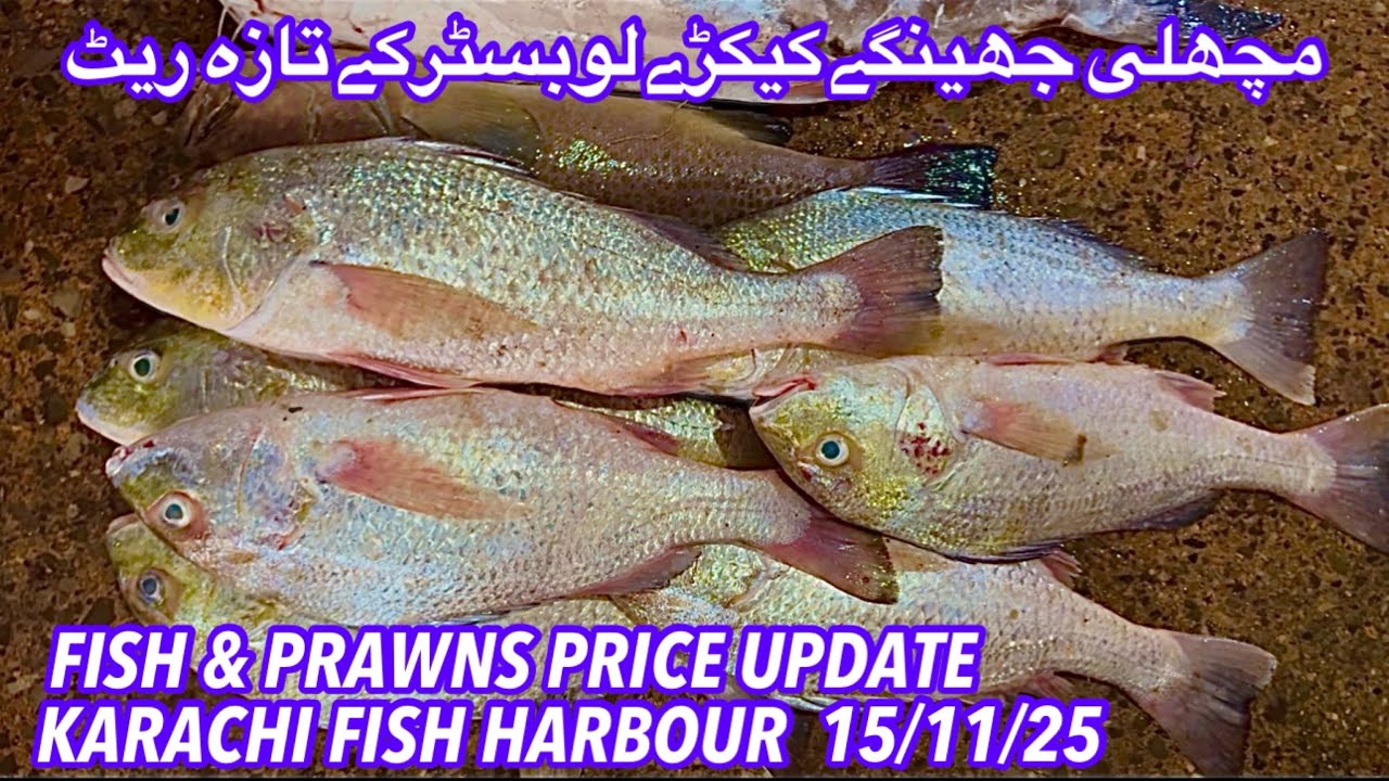 FISH / PRAWNS/ CRABS/ LOBSTER PRICE UPDATE KARACHI FISH HARBOUR #fish #fishing #seafood 