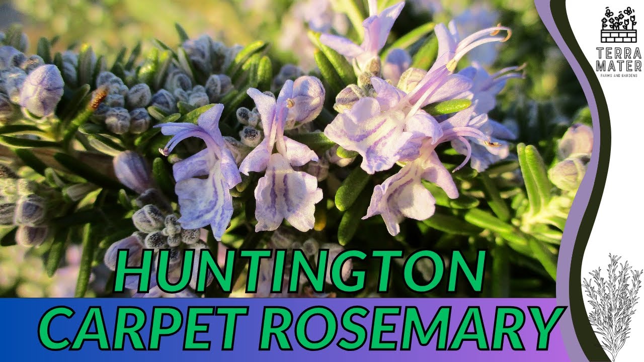 Growing HUNTINGTON CARPET ROSEMARY: Quick Tips for (Rosmarinus officinalis)