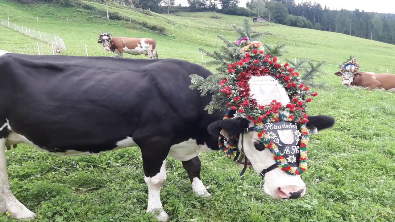Almabtrieb Kohlgrubenalm 2017 Fam. Brunner