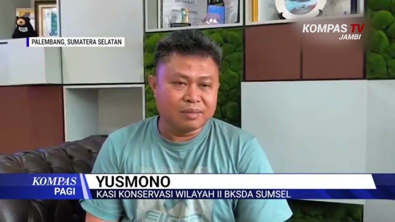 Macan Dahan Masuk Kampung, Warga Panik
