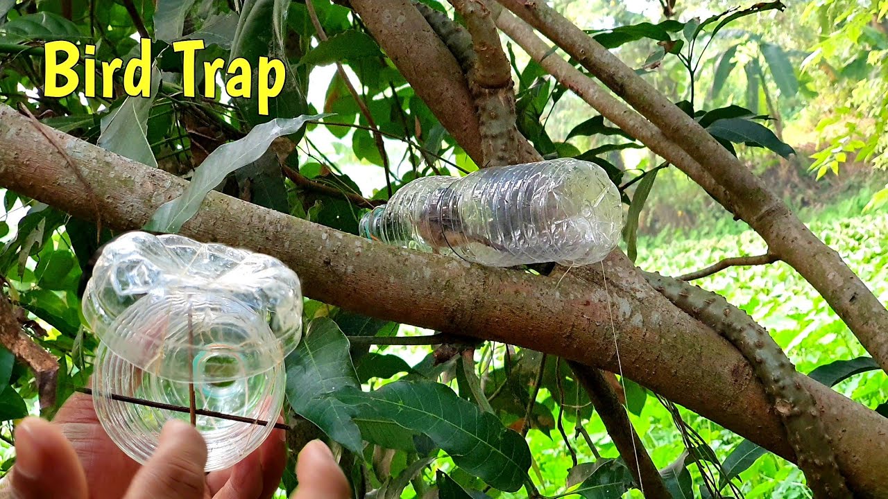 Water Bottle Bird Trap  ✔ Creative Bird Trap