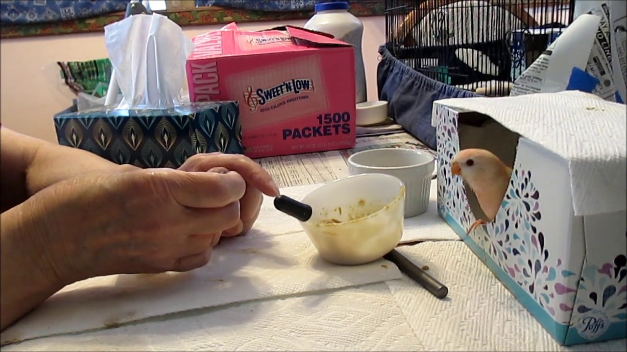 Hand Feeding Tutorial — With Many Young Bourke's Parakeets