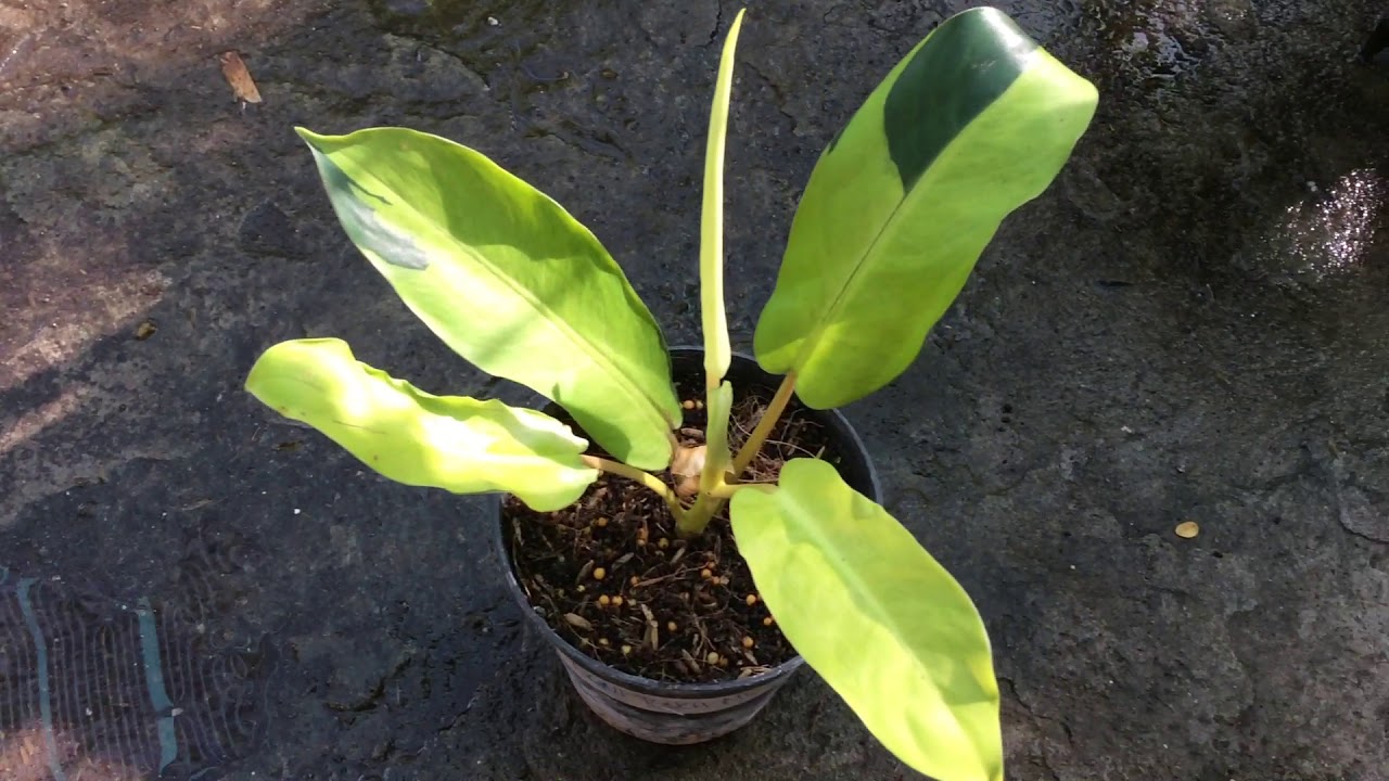 Philodendron Thai Sunrise