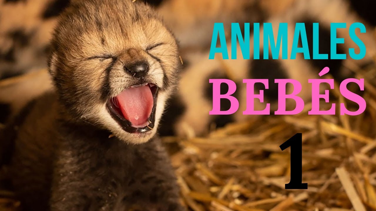 ANIMALES BEB&Eacute;S Documental 1, documental de animales bebes de Africa, Animales bebes LINDOS Y TIERNOS