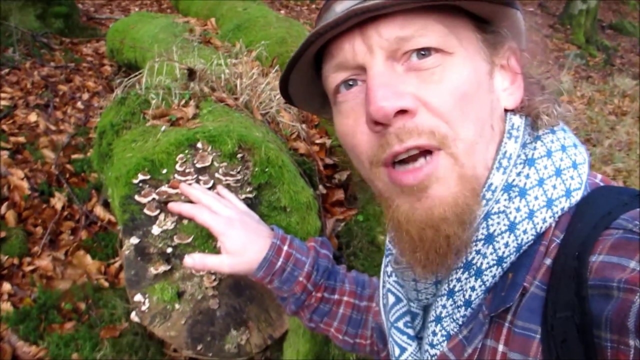 TURKEY TAIL or not? MUSHROOM foraging in the Lake District, England