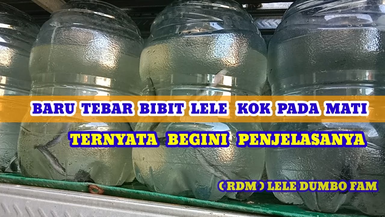 Cara awal tebar Budidaya lele dalam galon