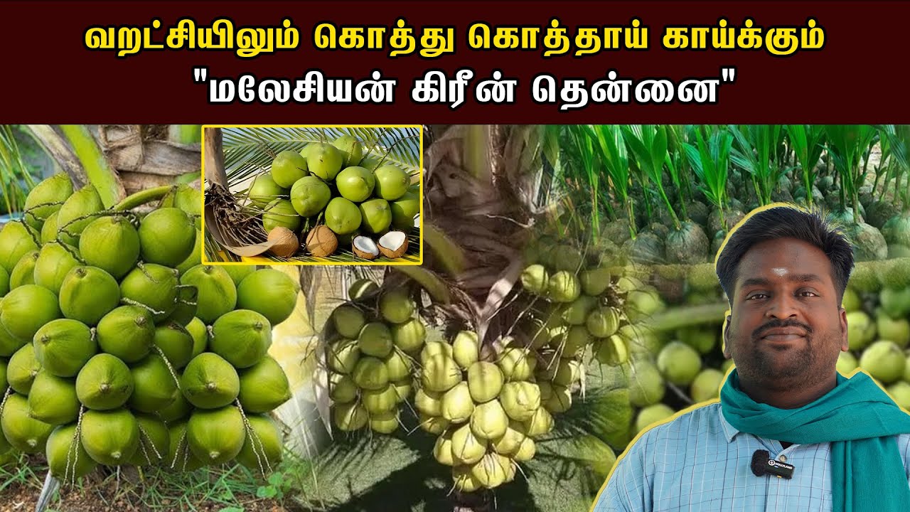 இரண்டு வருடத்தில் காய்க்கும் தென்னை மலேசியன் பச்சை தென்னை ரகம் U2Vivasayam |Malaysian Green coconut