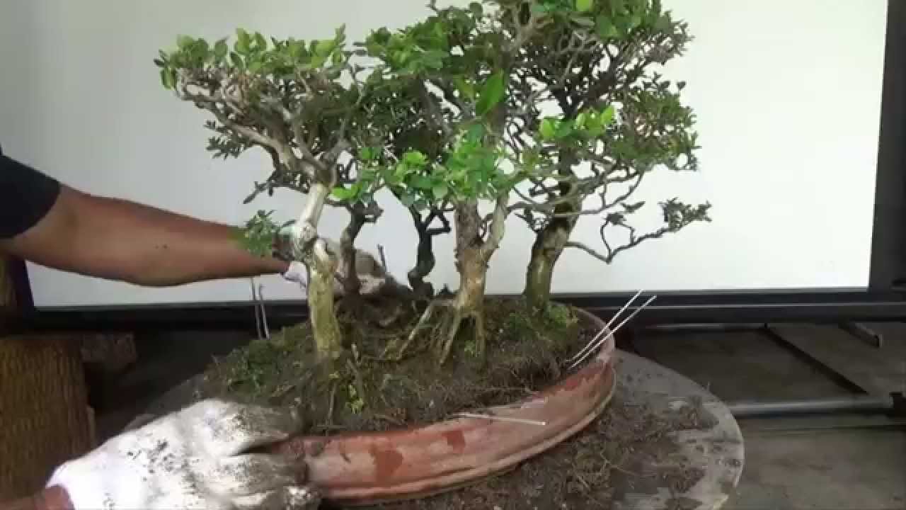 A Day in the Life of Bonsai Iligan: Repotting a Mini Forest Planting
