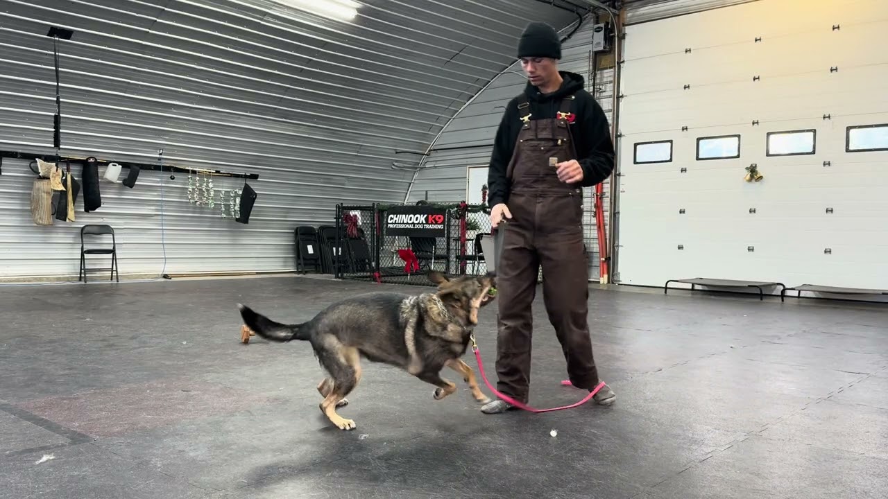 Lesson 2: Teaching the Retrieve 
