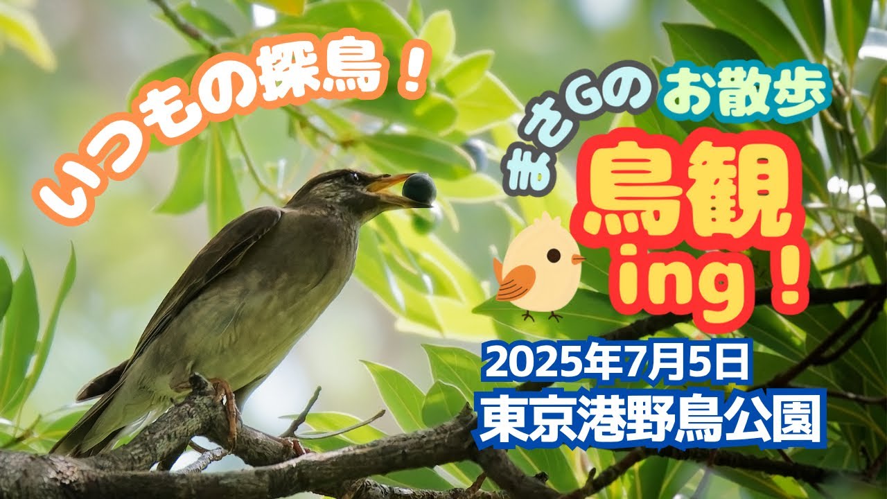 まさGのお散歩鳥観ing! 2025年7月5日 東京港野鳥公園