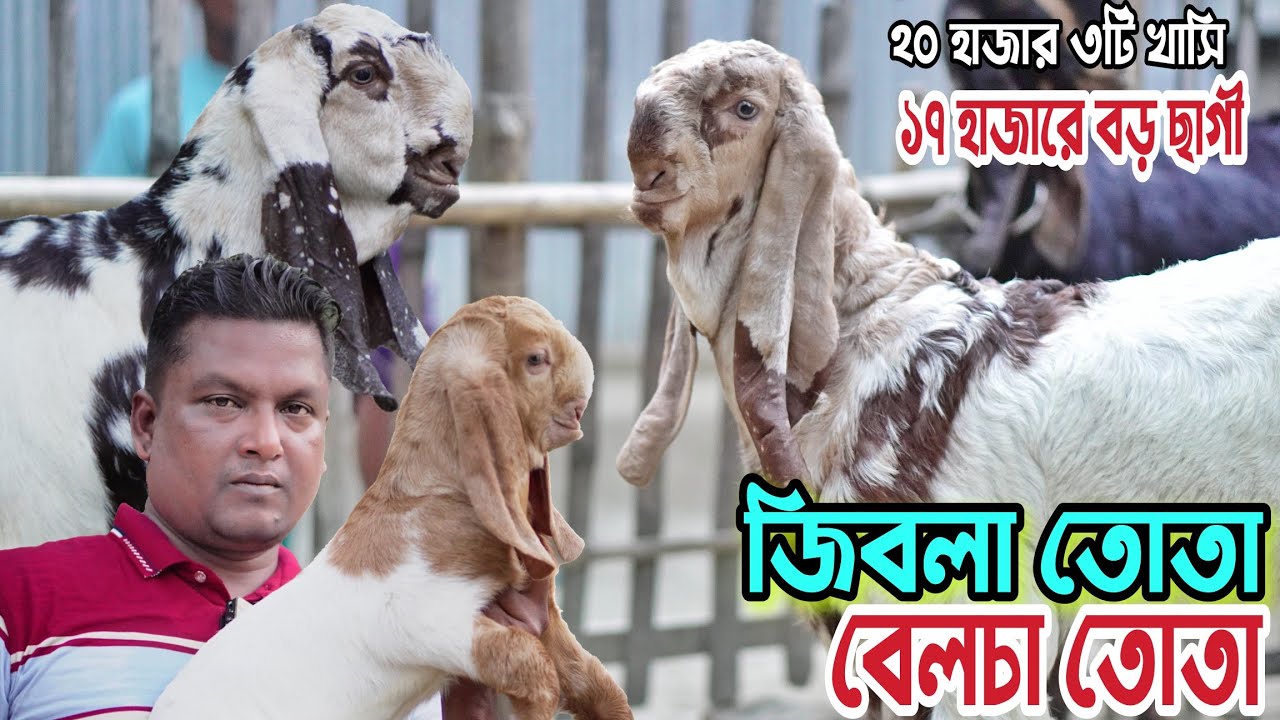 তোতাপুরী জিবলা ও বেলচা। ৩টি খাসি ২০ হাজার। বড় ছাগল ১৭ হাজারে পাচ্ছেন ভান্ডারী গোট ফার্মে। Goat Farm