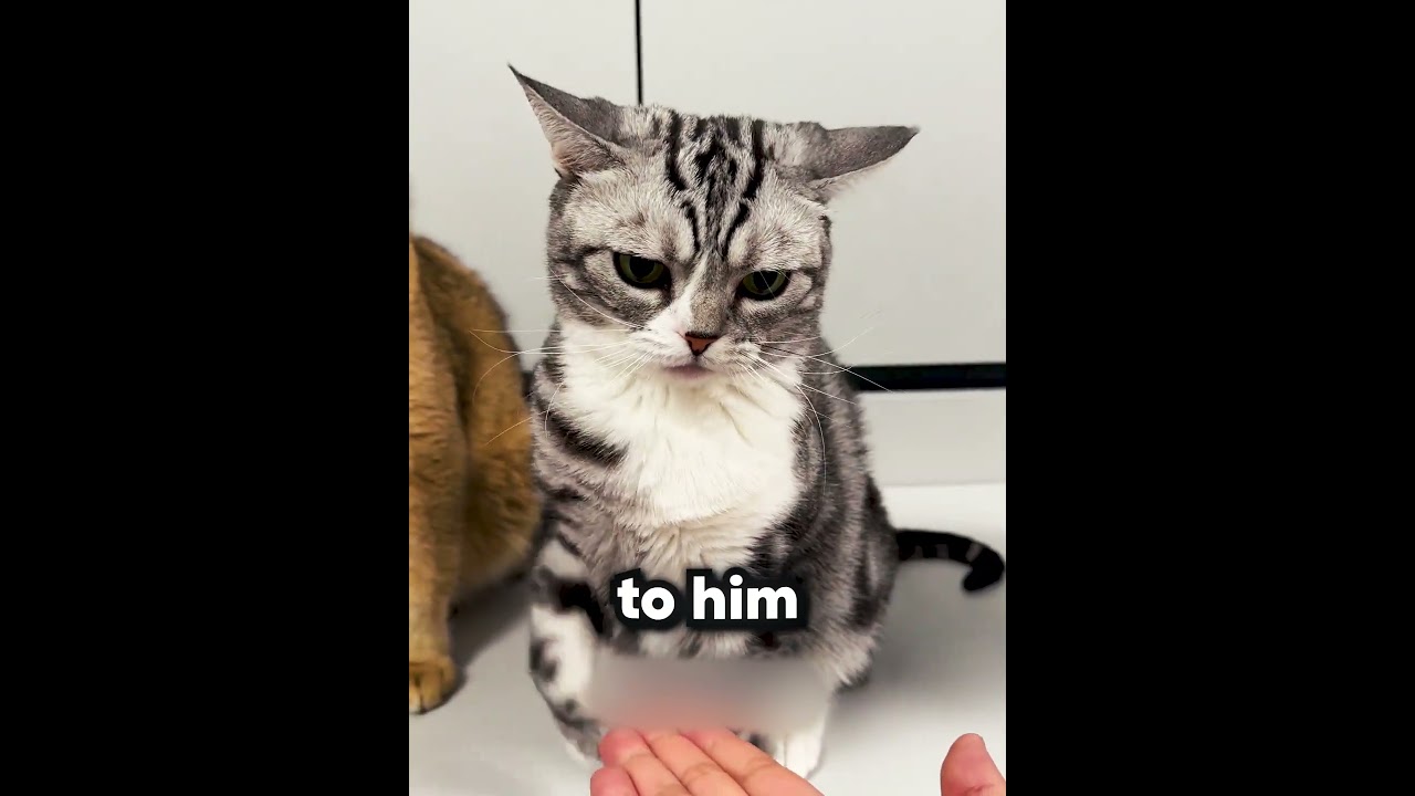 Goat Cat 😂