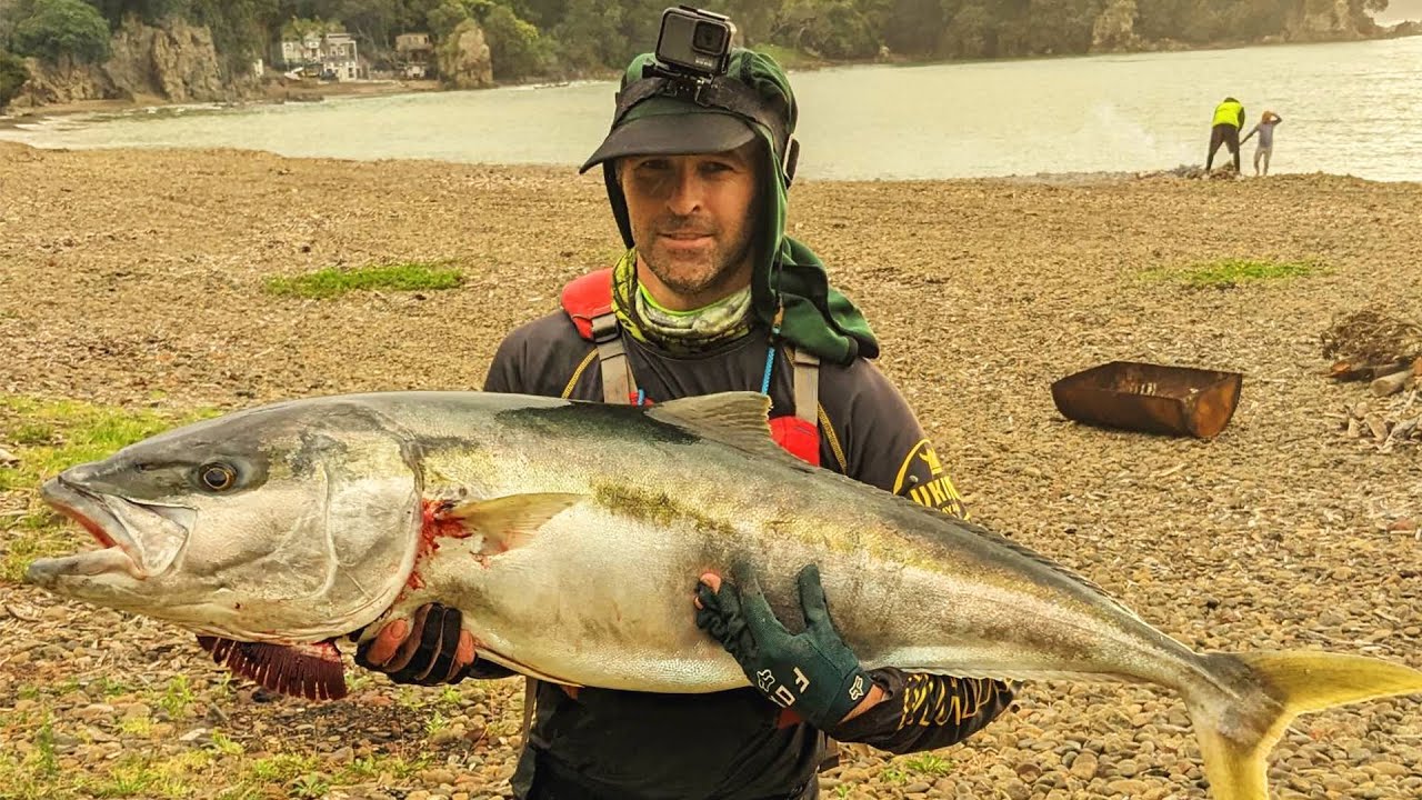 kayak fishing adventure: Live baiting for kingfish NZ