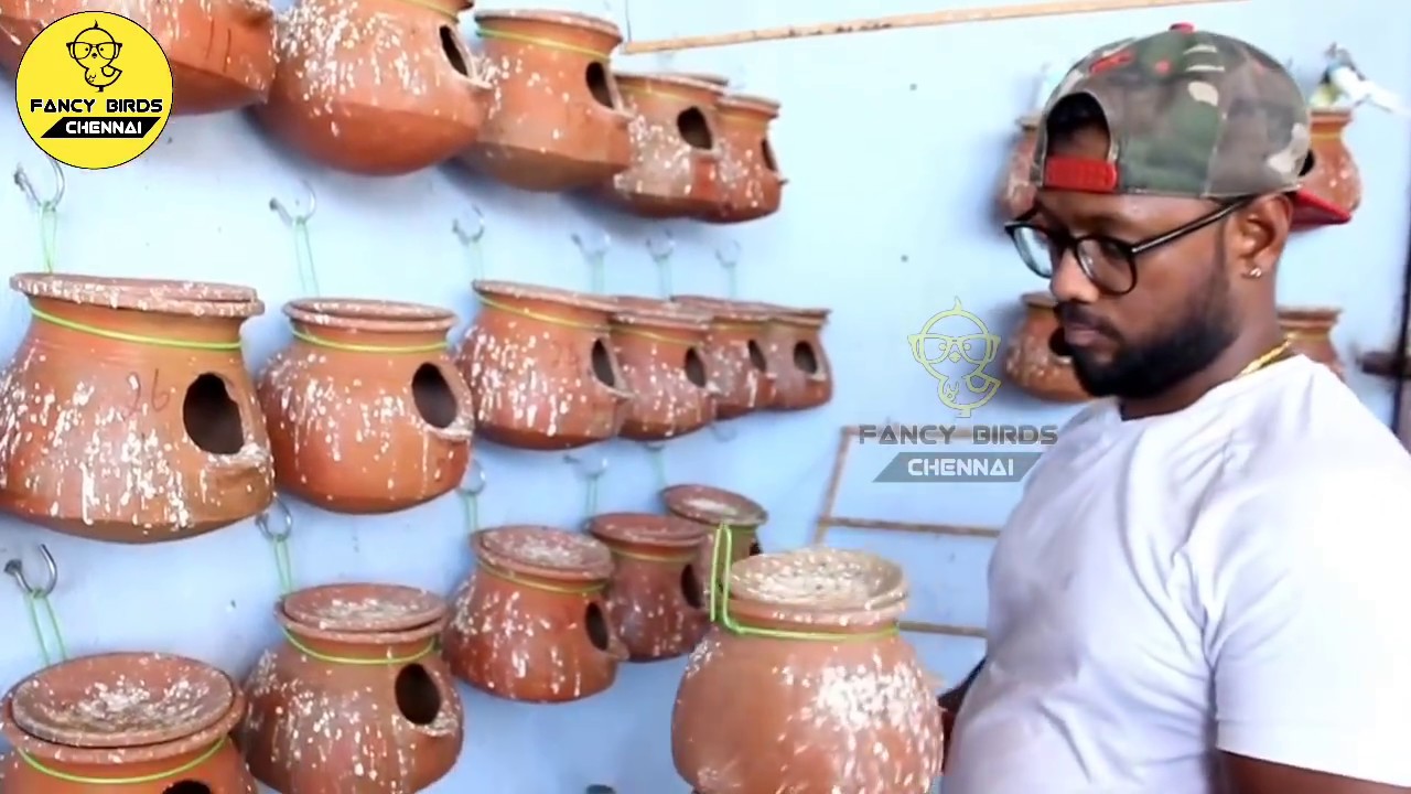 Budgies (love birds) Colony Breeding Farming In Home | தமிழில் | fancy birds chennai