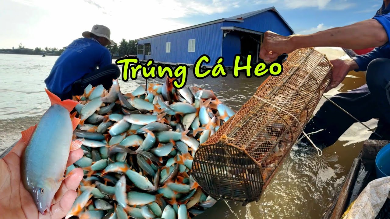 Trúng bầy CÁ HEO 650.000 đồng một ký vô mánh rồi