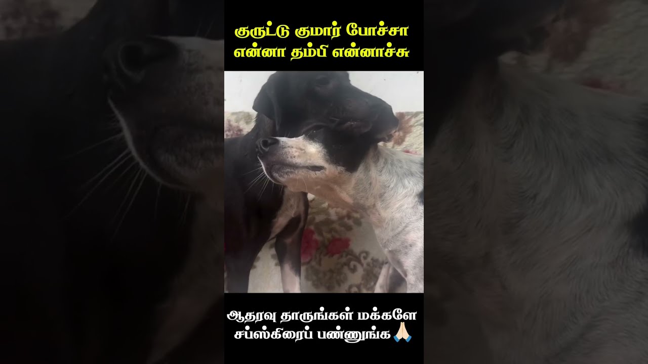 🤣தம்பி குமாரு என்னாச்சு🤣 animal mind voice comedy in Tamil #comedyvideo #trending #viralvideos #pets