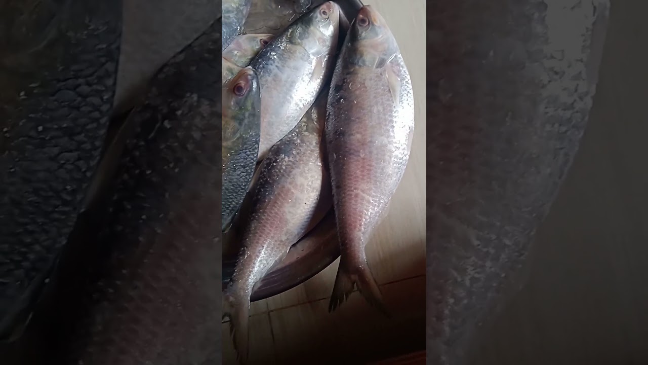 Hilsa fish of the Padma River #hilsafishcatchinriver #hilsa #padmariver