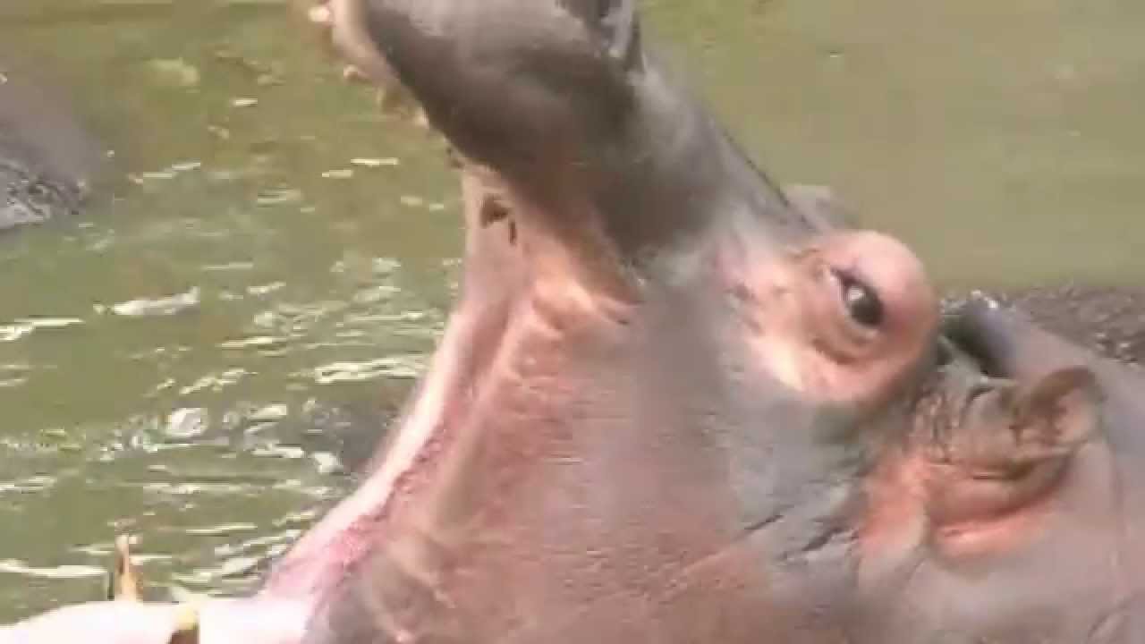 EL HIPOPÓTAMO