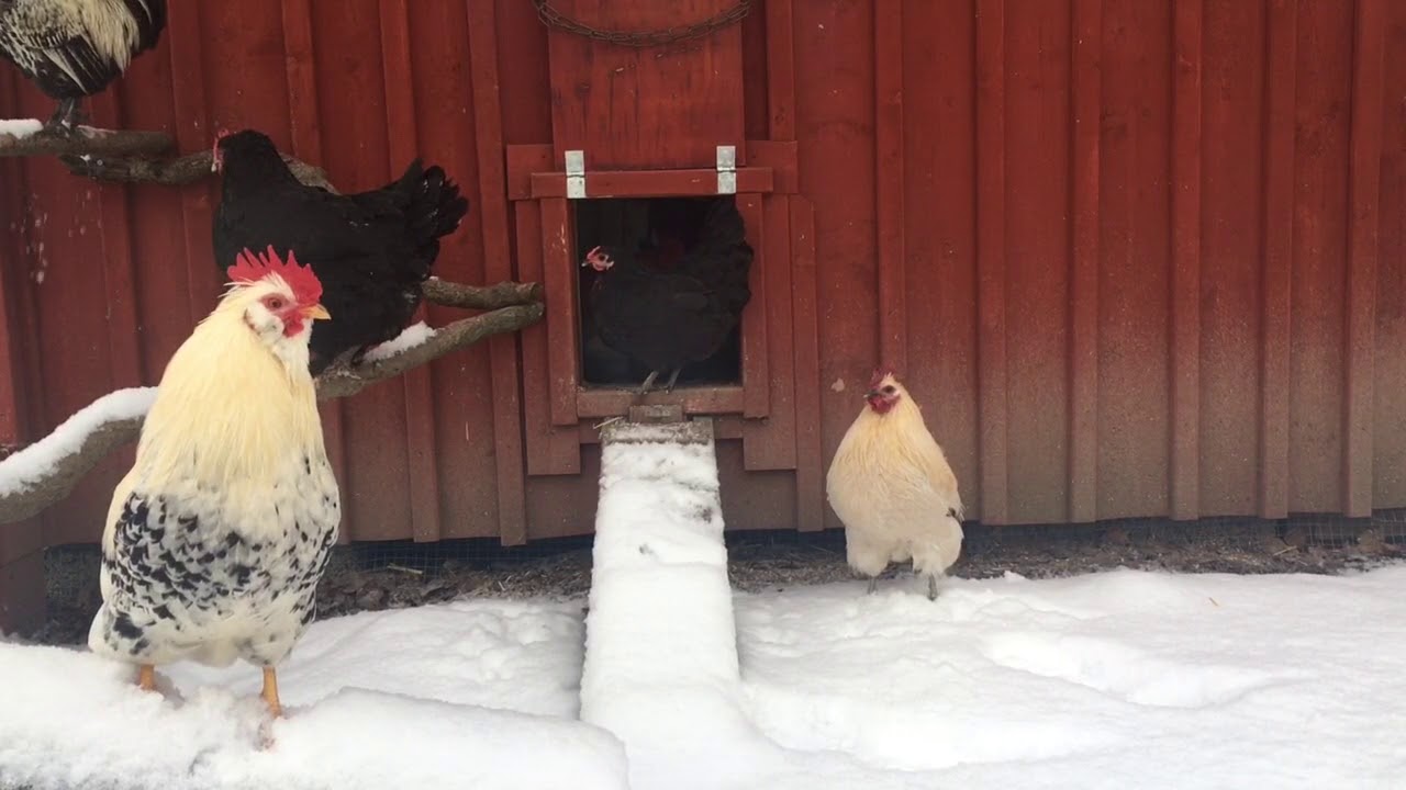F&ouml;rsta sn&ouml;n i h&ouml;nsg&aring;rden- f&ouml;rbryllade h&ouml;ns