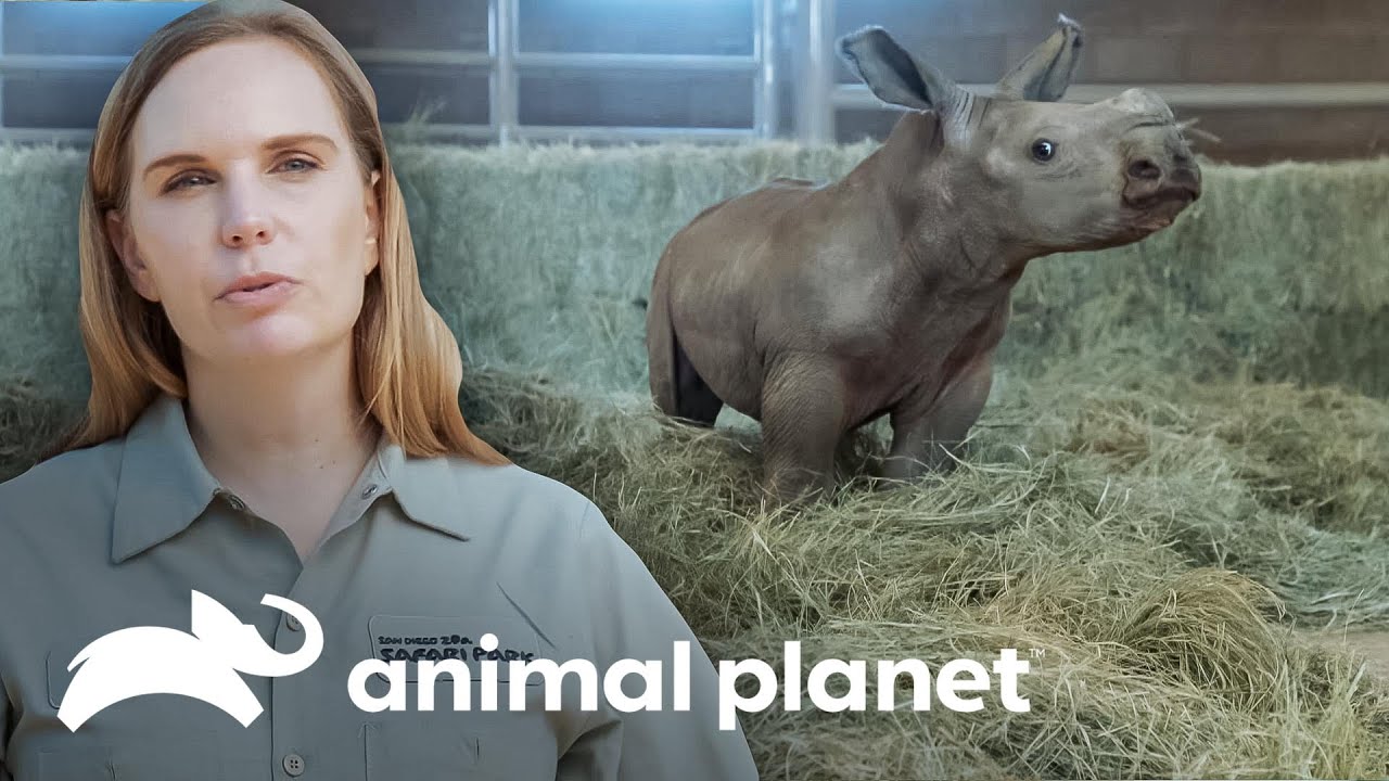 Criação de um filhote de rinoceronte-branco do sul | O Zoológico de San Diego | Animal Planet Brasil