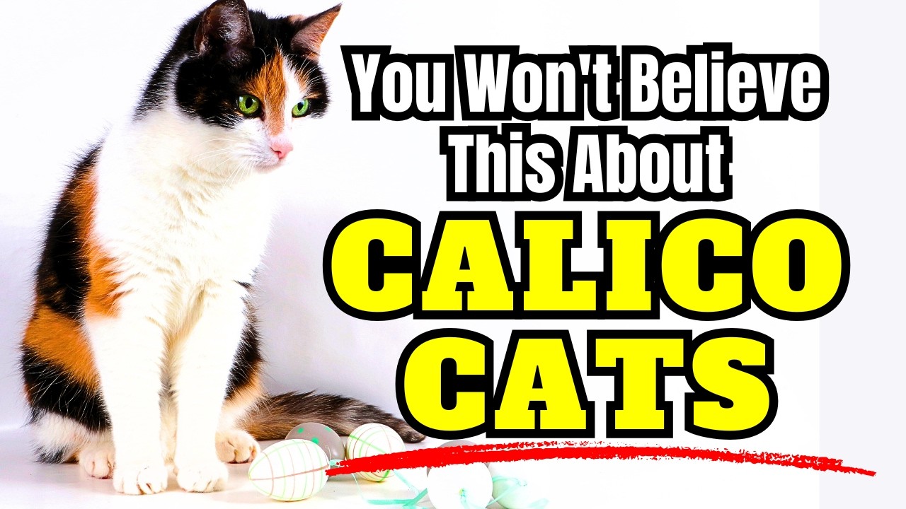 7 Shocking Facts About CALICO Cats