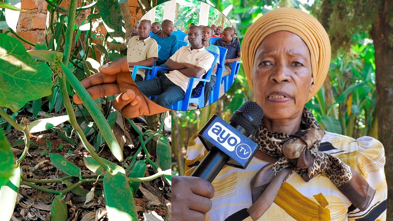 ZAO LA VANILLA LASHUKA KUTOKA TSH 150,000 HADI 3000, PROF. TIBAIJUKA AJITOSA KUNUSURU WAKULIMA