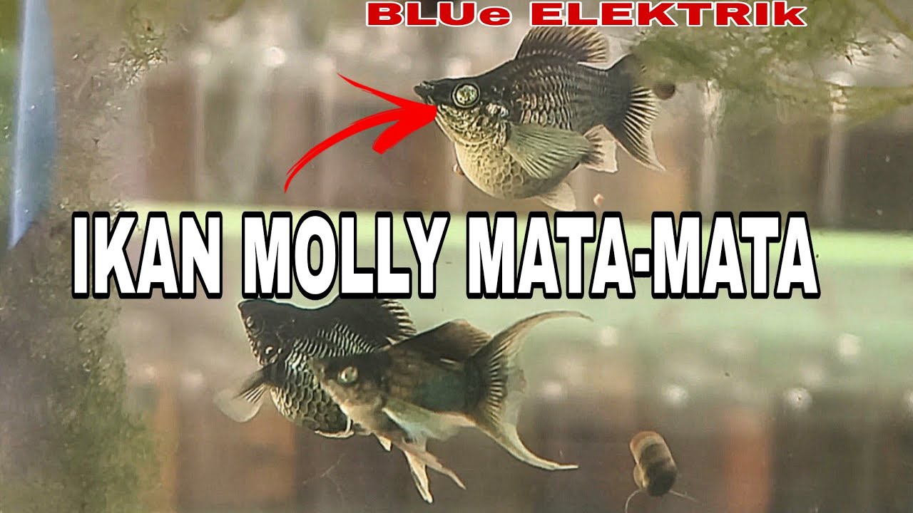 Ikan molly blue elektrik 