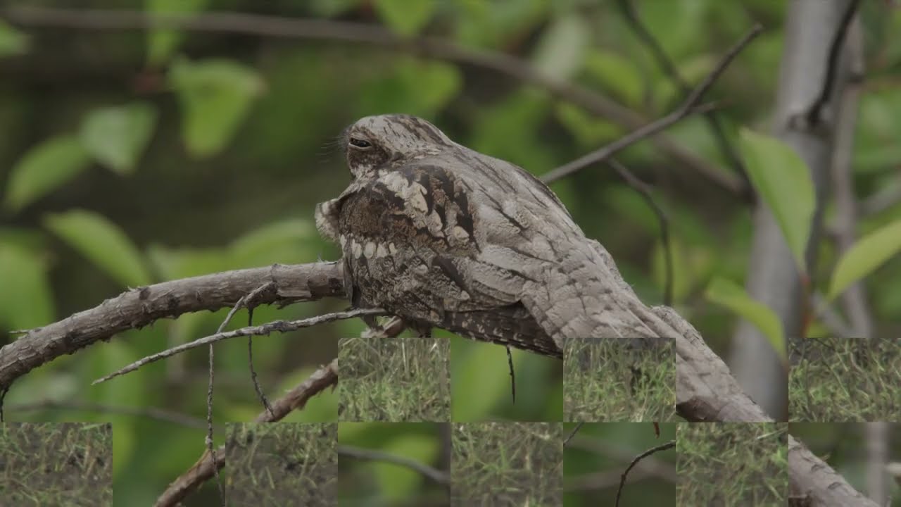 Natuurnieuws Texel 2015 04