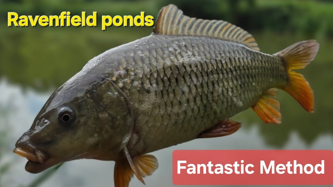Method feeder fishing 🤪