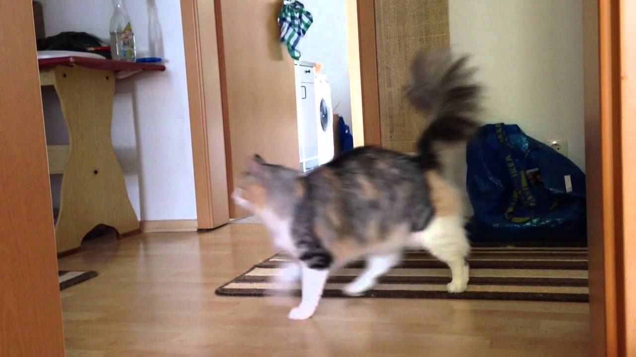 Norwegische Waldkatze Philea ruft zum Spiel