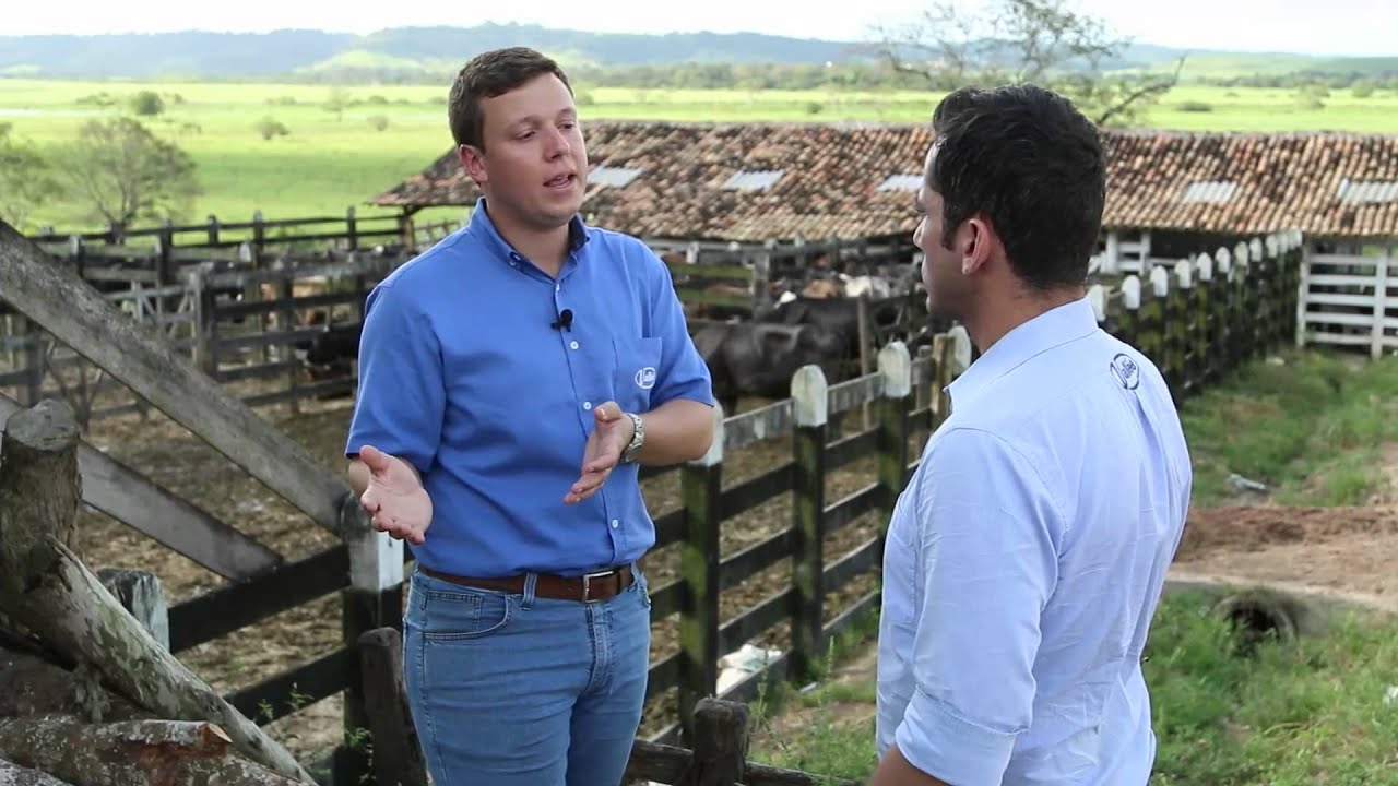 Conforto para vacas de leite - Parte 3