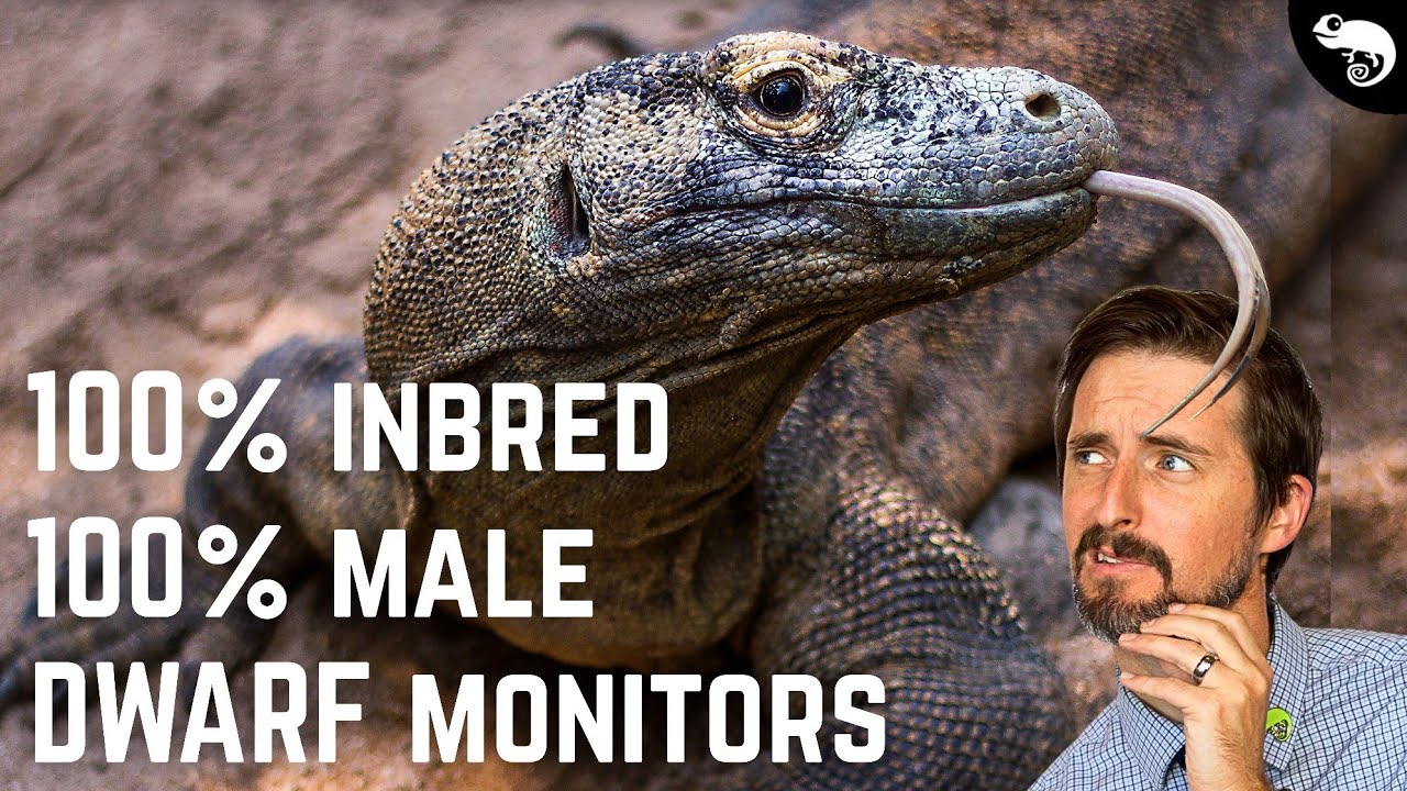 Komodo Dragons Aren't Giants, They're Dwarfs!
