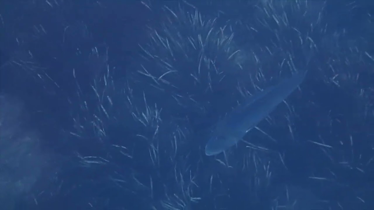 DENTONES. RESERVA MARINA CABO DE SAN ANTONIO. Cala Les Arenetes, Las Rotas. Denia. 18.09.2023.