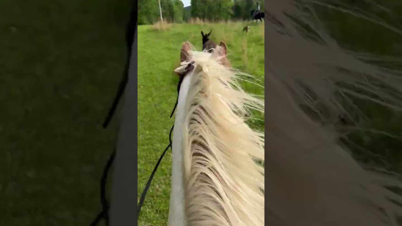 He spooked at the dog 🤣 #horsespook #subscribe #equestrian