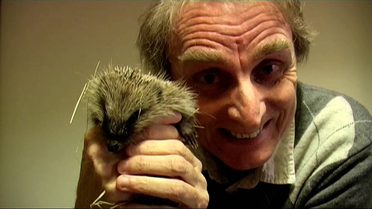 Secret World Hog Rescue