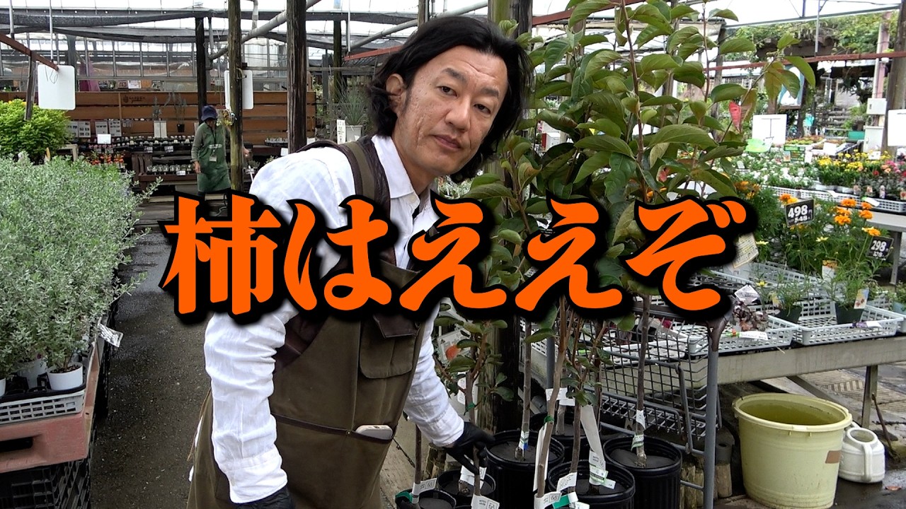 柿はええぞ〜【カーメン君】【家庭菜園】【園芸】【ガーデニング】