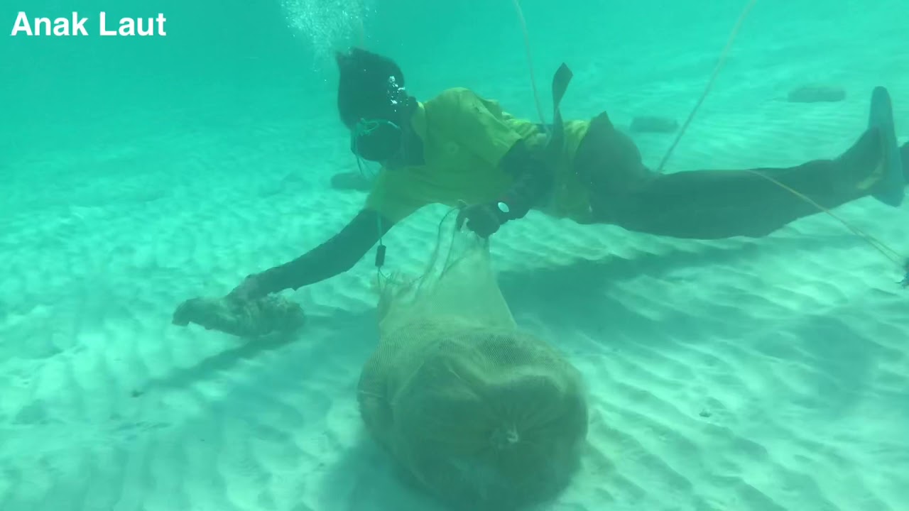 Terjumpa satu kumpulan balat gamat atau timun laut