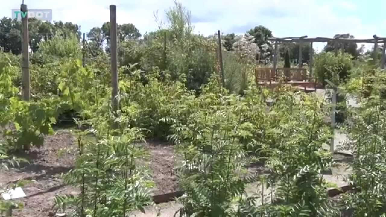 Medicinhaverne i Tranekær på Langeland - spændende og lærerige historier om planter og træer