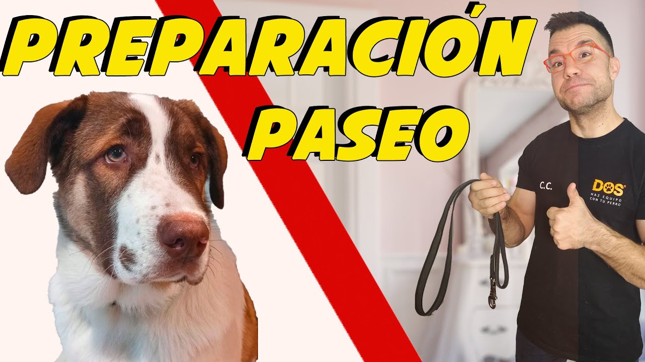 PASEO CON CORREA CACHORROS 🐶 | Adiestramiento Canino 🤓📝