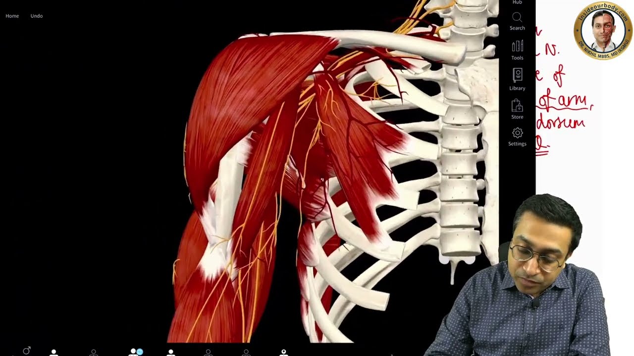 Radial Nerve Anatomy | Course, Branches & Clinical Significance